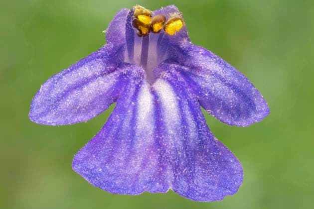 Kriech-Guensel, Kriechguensel, Kriechender Guensel (Ajuga reptans), Einzelbluete, Nahaufnahme, Deutschland, Bayern Common bugle, Creeping bugleweed (Ajuga reptans), single flower, macro shot, Germany, Bavaria BLWS681664 *** Creep Guensel, creepy crawly, Kriechender Guensel Ajuga reptans , single flower, closeup, Germany, Bavaria Common iron, creeping bugleweed Ajuga reptans , Single flowers Macro shot, Germany, Bavaria BLWS681664 Copyright: xblickwinkel S.xDerderx