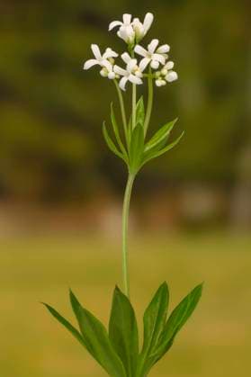 Waldmeister, Duft-Labkraut, Duftlabkraut (Galium odoratum), bluehend, Deutschland, Bayern sweet woodruff (Galium odoratum), blooming, Germany, Bavaria BLWS681665 *** woodruff, Fragrance bedstraw, duftlabkraut Galium odoratum , blooming, Germany, Bavaria Sweet Woodruff Galium odoratum , blooming, Germany, Bavaria BLWS681665 Copyright: xblickwinkel S.xDerderx