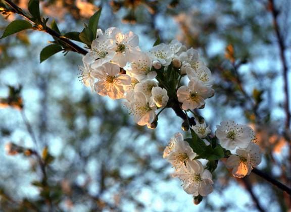 IMAGO Creative, Jahreszeit Frühling, Licht und Sonne Flower of cherry against blue sky. Summery view. Copyright: xTatianaxMorozovax xDesignxPicsx , 30357718 Copyright: KitchnerxxBainx xDesignxPics 30357718