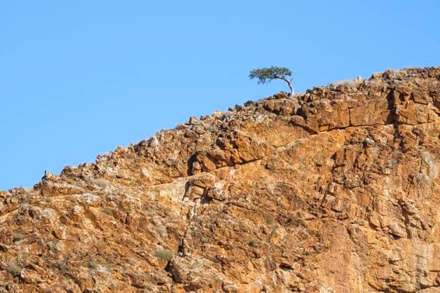 Creative Highlights World 1 Baum auf einem rot-orangenen Felsen in der Wüste von Namibia *** 1 Tree at a Red orange Rocks in the Desert from Namibia Copyright: imageBROKER/AnettexMossbacher ibxamo08769142.jpg