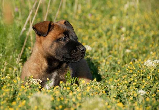 young puppy belgian shepherd malinois in a field Copyright: xbonzamixemmanuellex xDesignxPicsx , 30401164 Copyright: bonzamixemmanuellex xDesignxPics 30401164