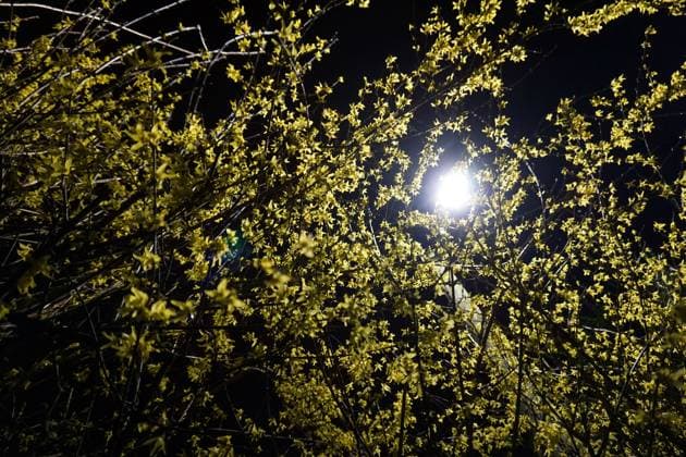 Straßenbeleuchtung in Stadt und Land Straßenlaternen leuchten während der Energiekrise in der dunklen Jahreszeit an einer Durchgangsstraße hinter den Blüten einer Forsythie *** Street lights in town and country Street lights shine behind the blossoms of a forsythia on a thoroughfare during the dark season energy crisis