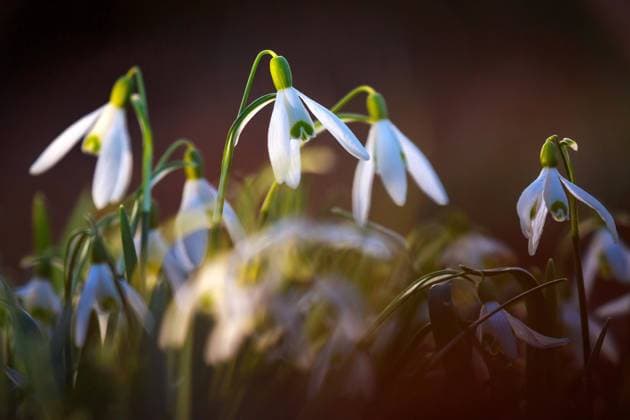 Schneeglöckchen blühen zum Frühlingsanfang DEU Deutschland Brandenburg Welzow, 16.03.2023, Schneegloeckchen bluehen in einem Wald bei Welzow in der brandenburgischen Lausitz. Am 20. März ist kalendarischer Frühlingsanfang. *** Snowdrops bloom at the beginning of spring DEU Germany Brandenburg Welzow, 16 03 2023, snowdrops bloom in a forest near Welzow in the Lausitz region of Brandenburg On 20 March is the calendar beginning of spring AF_Proschim_35775