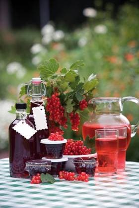 Red currant Copyright: xFerdinandxSteenx xDesignxPicsx , 30426907 Copyright: FerdinandxSteenx xDesignxPics 30426907