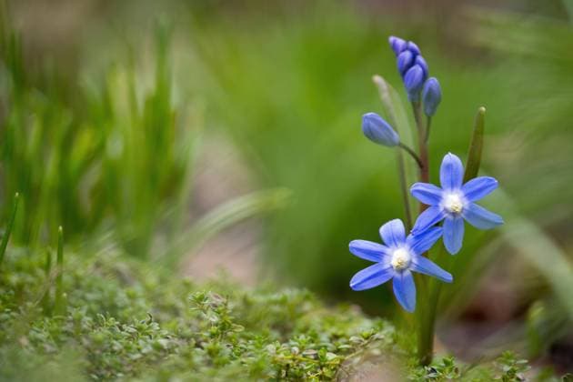  Gewöhnliche Sternhyazinthe (Scilla bifolia), Hessen, Deutschland, Europa *** usual Sternhyazinthe Scilla Bifolia , Hesse, Germany, Europe Copyright: imageBROKER/WilfriedxMartin ibxwma09118068.jpg