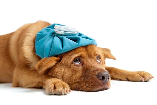 Sick dog sideways on white background Copyright: xMichaelxPettigrewx xDesignxPicsx , 30441390 Copyright: MichaelxPettigrewx xDesignxPics 30441390
