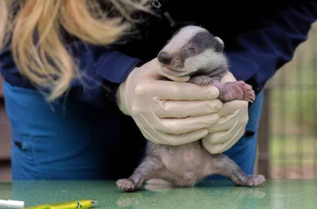 Entertainment Themen der Woche KW12 Entertainment Bilder des Tages Junge Dachse werden in der Anholter Schweiz untersucht *** NUR FÜR REDAKTIONELLE ZWECKE *** EDITORIAL USE ONLY ***<p>Eins von vier Dachsbabys wird am Dienstag den 21.März.2023 von der Tierärztin Dr. Anne Brömmling untersucht im Tierpark Anhalter Schweiz in Isselburg Anholt. Seit Jahren züchtet der Tierpark Dachse und vermittelt sie an andere Zoos und Tierparks weiter. Deutschland Isselburg Copyright: ThorstenxLindekamp *** Young badgers are examined in Anholt Switzerland FOR EDITORIAL PURPOSES ONLY EDITORIAL USE ONLY p One of four baby badgers is examined by veterinarian Dr Anne Brömmling at Anhalter Schweiz Zoo in Isselburg Anholt For years, the zoo has bred badgers and passed them on to other zoos and animal parks Germany Isselburg Copyright: ThorstenxLindekamp doc7pfhvwdyi0j19m09h4x5 ,EDITORIAL USE ONLY