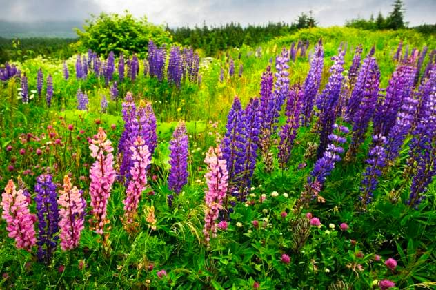 Newfoundland wilderness landscape with purple lupin flowers Copyright: xElenaxElisseevax xDesignxPicsx , 30464538 Copyright: TimurxSyrtsovx xDesignxPics 30464538