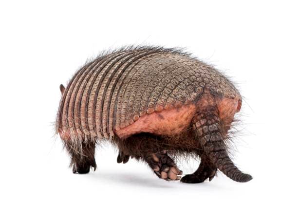 Rear view of Armadillo, Dasypodidae Cingulata, walking in front of white background Copyright: xEricxIsselÃ ex xDesignxPicsx , 30465928 Copyright: MikhailxShokhirevx xDesignxPics 30465928