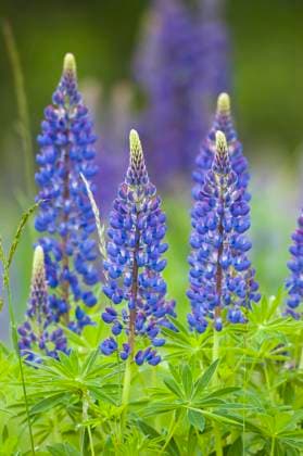  Lupinen (Lupinus), Gruppe von vielblättriger Lupine im Blütenstand, Nordrhein-Westfalen, Deutschland, Europa *** Lupines Lupinus , Group from more leafy Lupine at Inflorescence, North Rhine Westphalia, Germany, Europe Copyright: imageBROKER/DieterxMahlke ibxdim09120753.jpg