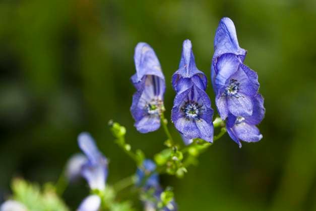  Blauer Eisenhut (Aconitum napellus), Giftpflanze, Nordrhein-Westfalen, Deutschland, Europa *** Blue Eisenhut Aconitum napellus , poison plant, North Rhine Westphalia, Germany, Europe Copyright: imageBROKER/DieterxMahlke ibxdim09120754.jpg