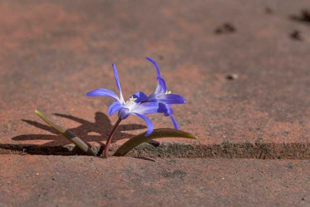  Große Sternhyazinthe oder Blauer Schneeglanz (Chionodoxa forbesii) zwischen Steinplatten, Nahaufnahme *** Great Sternhyazinthe Or Blue Shiny snow Chionodoxa forbesii between flagstones, Close-up Copyright: imageBROKER/LucasxSeebacher ibxlse09125079.jpg