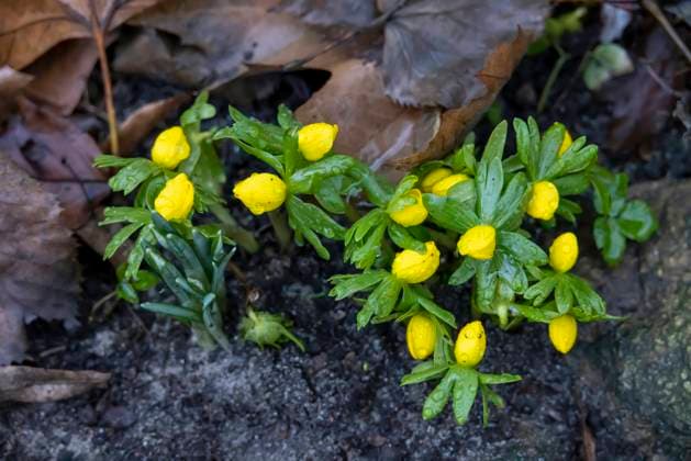 Kleiner Winterling (Eranthis hyemalis), bluehende Winterlinge, Deutschland winter aconite (Eranthis hyemalis), blooming, Germany BLWS683525 *** Kleiner Winterling Eranthis hyemalis , blooming winterlings, Germany Winter aconite Eranthis hyemalis , blooming, Germany BLWS683525 Copyright: xblickwinkel H.xBaesemannx