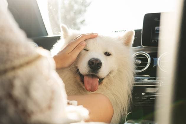 Cute Samoyed dog inside a modern car during a road trip Cute Samoyed dog inside a modern car during a road trip at summer day Copyright: xZoonar.com blackdayx 18601461