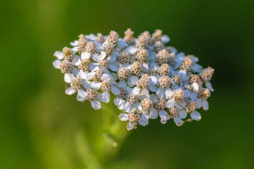 RECORD DATE NOT STATED A closeup shot of a common yarrow blossoming in the garden *** einer closeupe erschossen des einer Gemeine Schafgarbe aufblühende ÊIn der Garten 14983628