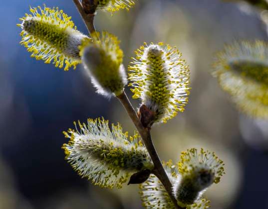 22.03.2023, Bad Wörishofen im Allgäu, Im Kurpark blühen die Frühlingsboten, Eine männliche Salweide (Salix) steht in voller Blüte. 22.03.2023, Bad Wörishofen 22.03.2023, Bad Wörishofen *** 22 03 2023, Bad Wörishofen in Allgäu, Spring messengers are blooming in the spa gardens, A male Salix willow is in full bloom 22 03 2023, Bad Wörishofen 22 03 2023, Bad Wörishofen