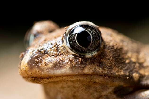 Creative Highlights World Closeup of small brown Pelobates cultripes toad with big eyes sitting on ground in blurred background FranAlfonseca_ID13240_403849_015 Copyright: xFranxAlfonsecax Model Released