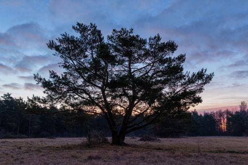 RECORD DATE NOT STATED A tranquil shot of a single tree in a lush green field during dawn *** einer tranquil erschossen des einer einzelnes Baum ÊIn einer ueppige Grün Feld während Daemmerung 15042144