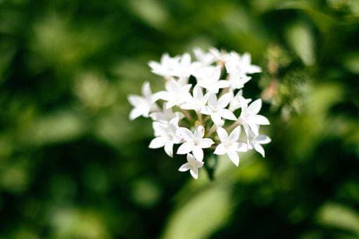 RECORD DATE NOT STATED A selective focus of a white Pentas lanceolata or Egyptian star cluster, in a garden on a sunny day *** einer selektive Fokus des einer weiß Pentas lanceolata Oder ägyptisch Stern cluster, ÊIn einer Garten am einer sonnig Tag 15046479