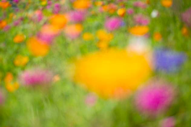  Gelber Mohn (Papaver nudicaule), Verfremdung durch Unschärfe. Nordrhein-Westfalen, Deutschland, Europa *** Gelber Mohn Papaver nudicaule , Alienation through Blur North Rhine Westphalia, Germany, Europe Copyright: imageBROKER/DieterxMahlke ibxdim09124317.jpg