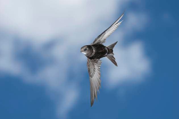  Mauersegler (apus apus), im Flug gegen blauen Himmel, Nordrhein-Westfalen, Deutschland, Europa *** Swifts apus apus , at Flight against blue Heaven, North Rhine Westphalia, Germany, Europe Copyright: imageBROKER/DieterxMahlke ibxdim09124347.jpg