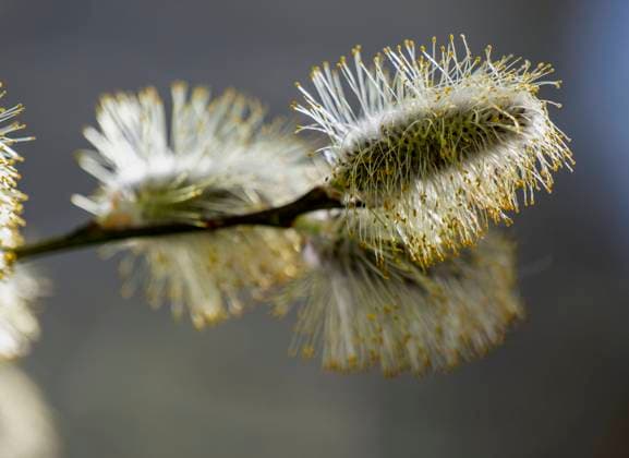 22.03.2023, Bad Wörishofen im Allgäu, Im Kurpark blühen die Frühlingsboten, Eine männliche Salweide (Salix) steht in voller Blüte. 22.03.2023, Bad Wörishofen 22.03.2023, Bad Wörishofen *** 22 03 2023, Bad Wörishofen in Allgäu, Spring messengers are blooming in the spa gardens, A male Salix willow is in full bloom 22 03 2023, Bad Wörishofen 22 03 2023, Bad Wörishofen