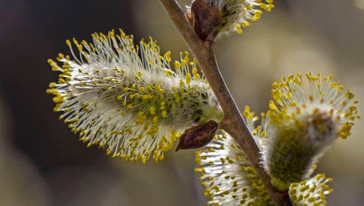 22.03.2023, Bad Wörishofen im Allgäu, Im Kurpark blühen die Frühlingsboten, Eine männliche Salweide (Salix) steht in voller Blüte. 22.03.2023, Bad Wörishofen 22.03.2023, Bad Wörishofen *** 22 03 2023, Bad Wörishofen in Allgäu, Spring messengers are blooming in the spa gardens, A male Salix willow is in full bloom 22 03 2023, Bad Wörishofen 22 03 2023, Bad Wörishofen