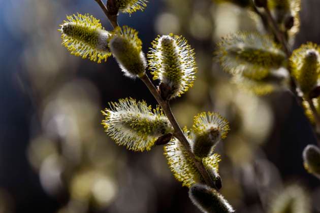 22.03.2023, Bad Wörishofen im Allgäu, Im Kurpark blühen die Frühlingsboten, Eine männliche Salweide (Salix) steht in voller Blüte. 22.03.2023, Bad Wörishofen 22.03.2023, Bad Wörishofen *** 22 03 2023, Bad Wörishofen in Allgäu, Spring messengers are blooming in the spa gardens, A male Salix willow is in full bloom 22 03 2023, Bad Wörishofen 22 03 2023, Bad Wörishofen