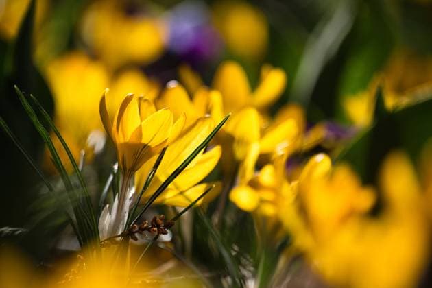 Gelbe Krokusse im Beet *** Yellow crocuses in the bed