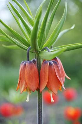 Crown imperial - detail Copyright: xAlenaxBrozovax xDesignxPicsx , 30562059 Copyright: LIxTZUxCHIENx xDesignxPics 30562059