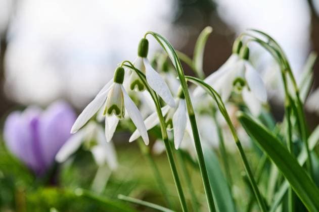 News Themen der Woche KW12 News Bilder des Tages Natur Elwes-Schneegloeckchen Blueten von Elwes-Schneegloeckchen (Galanthus elwesii). Elwes-Schneegloeckchen, auch Grossbluetiges Schneegloeckchen, Riesenschneegloeckchen oder Tuerkisches Schneegloeckchen genannt, ist ein Fruehblueher aus der Gattung der Schneegloeckchen in der Familie der Amaryllisgewaechse (Amaryllidaceae). 19.3.2023, *** Nature Elwes snowdrop blooms of Elwes snowdrop Galanthus elwesii Elwes snowdrop, also called large-flowered snowdrop, giant snowdrop or Turkish snowdrop, is an early bloomer of the snowdrop genus in the amaryllis family Amaryllidaceae 19 3 2023,