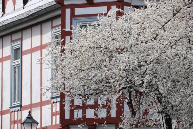 News Themen der Woche KW12 News Bilder des Tages 23.03.2023 Auch in Wernigerode im Landkreis Harz in Sachsen-Anhalt verabschiedet sich die kalte Jahreszeit nun wohl kurz über lang in die Winterpause. In dem schönen Fachwerkstädtchen sorgt die Natur mit den ersten blühenden Büschen, Bäumen und Sträuchern nicht nur für farbliche Akzente, sie bietet mit ihrem Blütenschauspiel auch echte Hingucker. Man muss sie nur sehen. Wernigerode Warnemünde Sachsen-Anhalt Deutschland *** 23 03 2023 Also in Wernigerode in the district of Harz in Saxony Anhalt, the cold season is now probably short over long in the winter break In the beautiful half-timbered town, nature with the first blooming bushes, trees and shrubs not only provides colorful accents, it also offers real eye-catchers with th