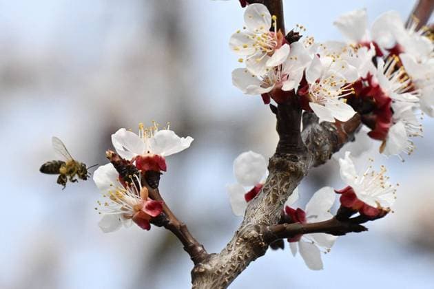 News Themen der Woche KW12 News Bilder des Tages A bee pollinates an apricot blossom in an orchard in Breclav, Czech Republic, on March 23, 2023. (CTKxPhoto VaclavxSalek) CTKPhotoP2023032306438  CTKPhotoP2023032306438