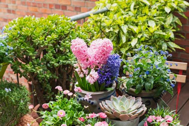 Springtime flowers cultivated in balcony garden property released, GWF07731