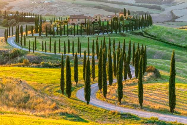 Italy, Tuscany, Treelined country road in summer at dusk, FOF13537