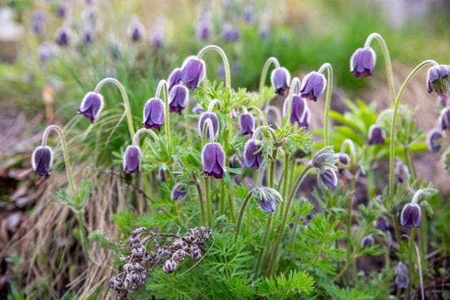 Purple pasque flowers in field, MAMF02645