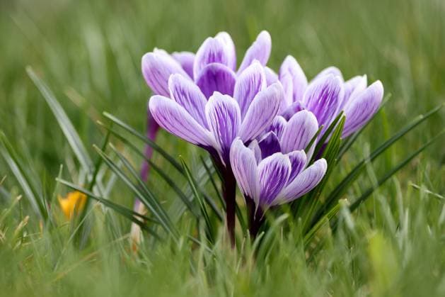 Entertainment Bilder des Tages Krokusse bluehen (blühen) in einem Garten in Siegen. Fruehling (Frühling) im Siegerland am 24.03.2023 in Siegen Deutschland. *** Crocuses blossom in a garden in Siegen spring in Siegerland on 24 03 2023 in Siegen Germany