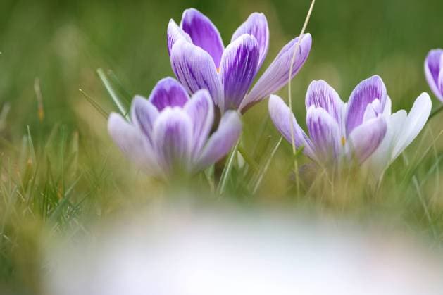 Krokusse bluehen (blühen) in einem Garten in Siegen. Fruehling (Frühling) im Siegerland am 24.03.2023 in Siegen Deutschland. *** Crocuses blossom in a garden in Siegen spring in Siegerland on 24 03 2023 in Siegen Germany
