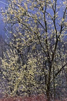 Blütezeit der Weiden Blüte der männlichen Salweide im zeitigen Frühling *** Flowering time of willows Flowering of male salt willow in early spring