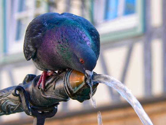 A Pigeon Drinking Water Birds are thirsty too, a common pigeon is drinking water flowing from a pipe, market fountain of the town of Münsingen, Baden-Württemberg, Swabian Alb, Germany, Europe. Auch Vögel haben Durst, eine gewöhnliche Taube trinkt Wasser, das aus einem Rohr fließt, Marktbrunnen Münsingen, Baden-Württemberg, Schwäbische Alb, Deutschland, Europa.