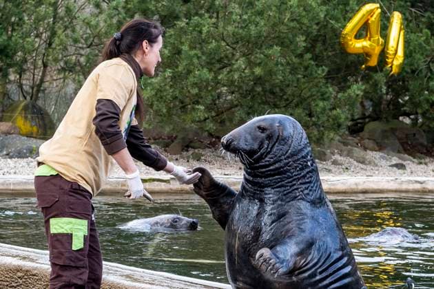Bilder des Jahres 2023, Entertainment 03 März Entertainment Themen der Woche KW12 Entertainment Bilder des Tages The 40th birthday celebration of the grey seal Kasek in Zoopark Chomutov, Czech Republic, March 25, 2023. Kasek is the longest living male in European breeding. (CTKxPhoto OndrejxHajek) CTKPhotoP2023032503501  CTKPhotoP2023032503501