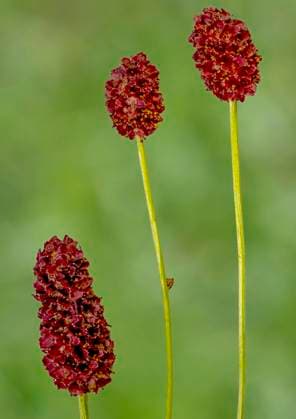 Grosser Wiesenknopf, Gross-Wiesenknopf, Grosswiesenknopf (Sanguisorba officinalis, Sanguisorba major), Bluetenstaende, Deutschland, Bayern Great burnet (Sanguisorba officinalis, Sanguisorba major), inflorescences, Germany, Bavaria BLWS681971 *** Big burnet, big burnet, Great Meadow Button Sanguisorba officinalis, Sanguisorba Major , inflorescences, Germany, Bavaria Great burnet Sanguisorba officinalis, Sanguisorba Major , inflorescences, Germany, Bavaria BLWS681971 Copyright: xblickwinkel S.xDerderx