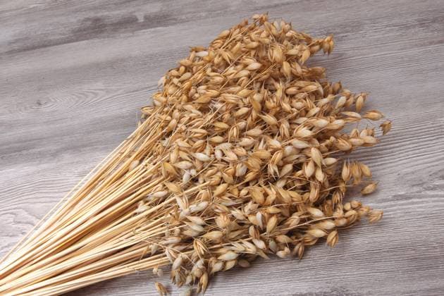 Saat-Hafer, Saathafer, Hafer, Echter Hafer (Avena sativa), Garbe Hafer Cultivated oat, Common oat (Avena sativa), bundel of oat BLWS683453 *** Seeds Oats, seed oats, Oats, Real Oats Avena Sativa , Garbe Oats cultivated oat, Common oat Avena Sativa , Bundles of oat BLWS683453 Copyright: xblickwinkel R.xRebmannx