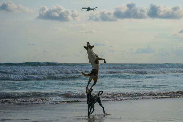 News Themen der Woche KW12 Daily Life In Sri Lanka Two dogs jump up to catch a drone at the beach in Ahungalla, Sri Lanka, on March 26, 2023. Ahungalla is a small coastal town located in Galle District, Southern Province, Sri Lanka, and governed by an urban council. It is approximately 115.2 kilometers south of Colombo and situated at an elevation of 12 meters above sea level. Ahungalla is a very famous tourist destination for surfing. Ahungalla Sri Lanka  Copyright: xThilinaxKaluthotagex originalFilename: kaluthotage-notitle230326_npFjY.jpg