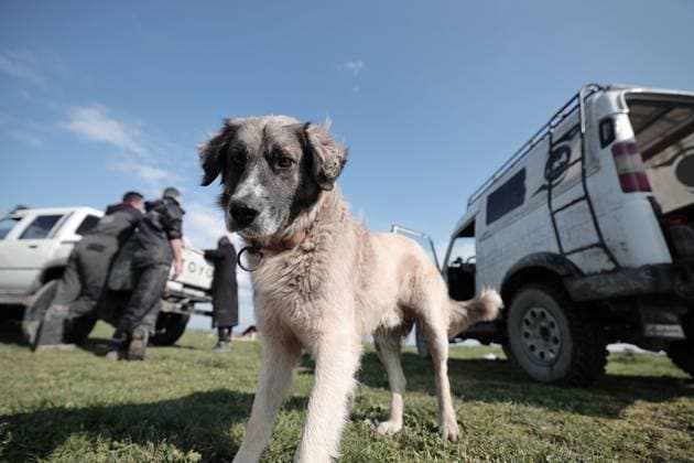 News Themen der Woche KW12 Türkei, Fatih Kokturg und Imran Gunduz kümmern sich um streunende Hunde - Fotostory March 26, 2023, Istanbul, Istanbul, Turkey: For over a year and a half, Fatih Kokturg, 29, and his fianco e, Imran Gunduz, 31, along with their friends, have been utilizing their Instagram page to gather assistance throughout the week. and They venture into the forest on weekends to feed more than 1,000 stray dogs. Istanbul Turkey - ZUMAa215 20230326_zip_a215_016 Copyright: xShadyxAlassarx