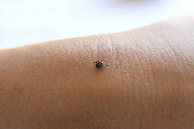 Zecke, Gemeiner Holzbock (Ixodes ricinus), laeuft auf einem Arm, Deutschland European castor bean tick, European sheep tick (Ixodes ricinus), on an arm, Germany BLWS684134 *** Tick, Common Holzbock Ixodes Ricinus , runs at a Poor, Germany European Castor Bean Tick, European Sheep Tick Ixodes Ricinus , ON to poor, Germany BLWS684134 Copyright: xblickwinkel R.xRebmannx