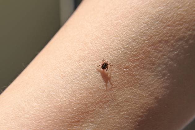 Zecke, Gemeiner Holzbock (Ixodes ricinus), laeuft auf einem Arm, Deutschland European castor bean tick, European sheep tick (Ixodes ricinus), on an arm, Germany BLWS684141 *** Tick, Common Holzbock Ixodes Ricinus , runs at a Poor, Germany European Castor Bean Tick, European Sheep Tick Ixodes Ricinus , ON to poor, Germany BLWS684141 Copyright: xblickwinkel R.xRebmannx