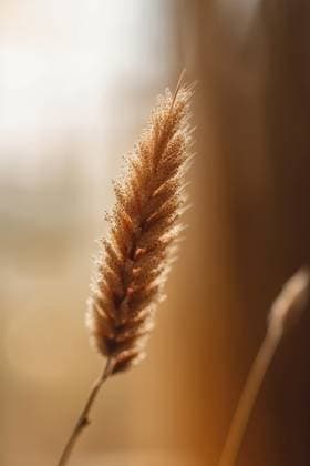 AI GENERATED IMAGE Front view of a Macro photo of a dried wheat ear on brown blur background. Generative AI MarcosOsorio_ID13489_410390_006 Copyright: xMarcosxOsoriox Model Released