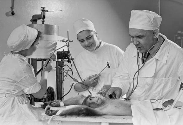 Moscow, USSR. September, 1958. Soviet pathophysiologist, founder of reanimatology Vladimir Negovsky (R) and Candidate of Medical Sciences V. Soboleva perform a hypothermia experiment on a monkey in the Laboratory of Experimental Physiology for the Revival of the USSR Academy of Medical Sciences. The exact date of the photograph is unknown. Lev Porter TASS  32404687
