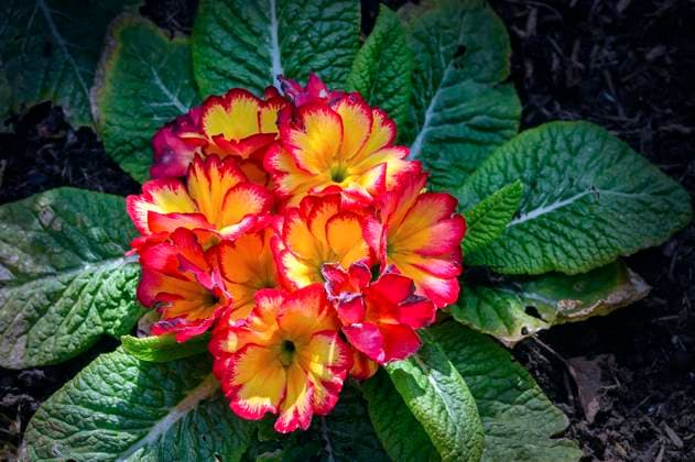  Angewelkte Primeln (Primula vulgaris-Hybride), Allgäu, Bayern, Deutschland, Europa *** withered Primroses Primula vulgaris Hybrids , allgaeu, Bavaria, Germany, Europe Copyright: imageBROKER/ManfredxBail ibxabc09135122.jpg